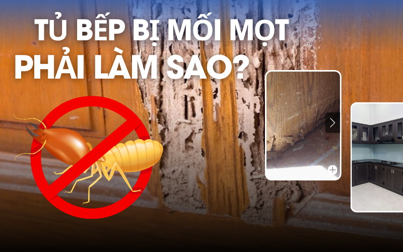 [Thành công 100%] Tủ bếp bị mối mọt phải làm sao hết không xuất hiện lại nữa